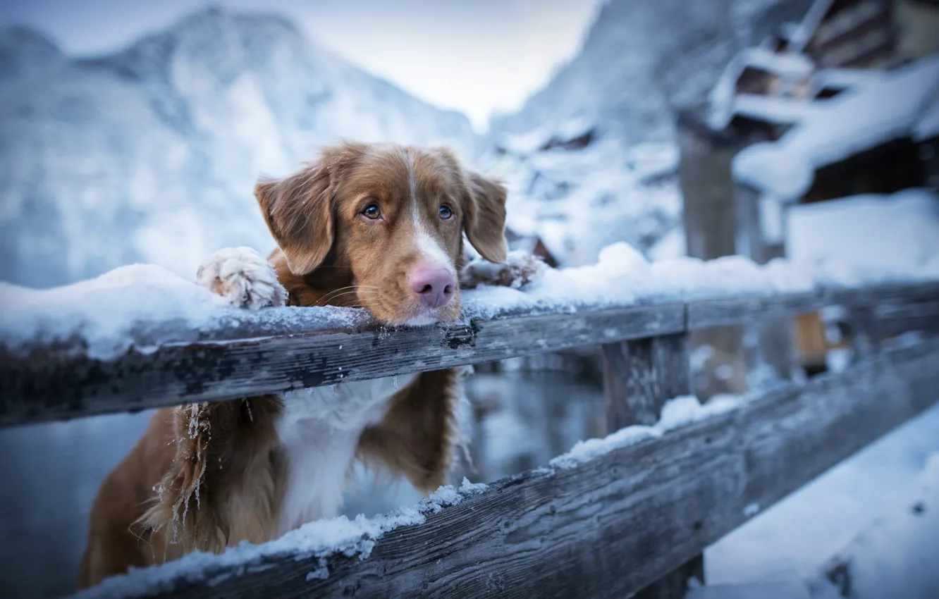 Photo wallpaper winter, sadness, snow, mountains, animal, the fence, dog, the fence