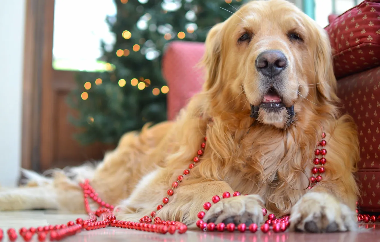 Photo wallpaper dog, beads, Golden Retriever, Golden Retriever