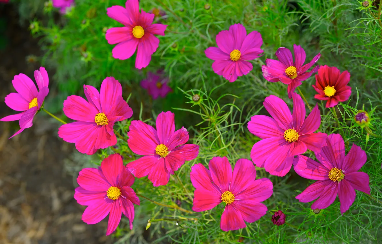 Photo wallpaper nature, petals, garden, meadow, kosmeya