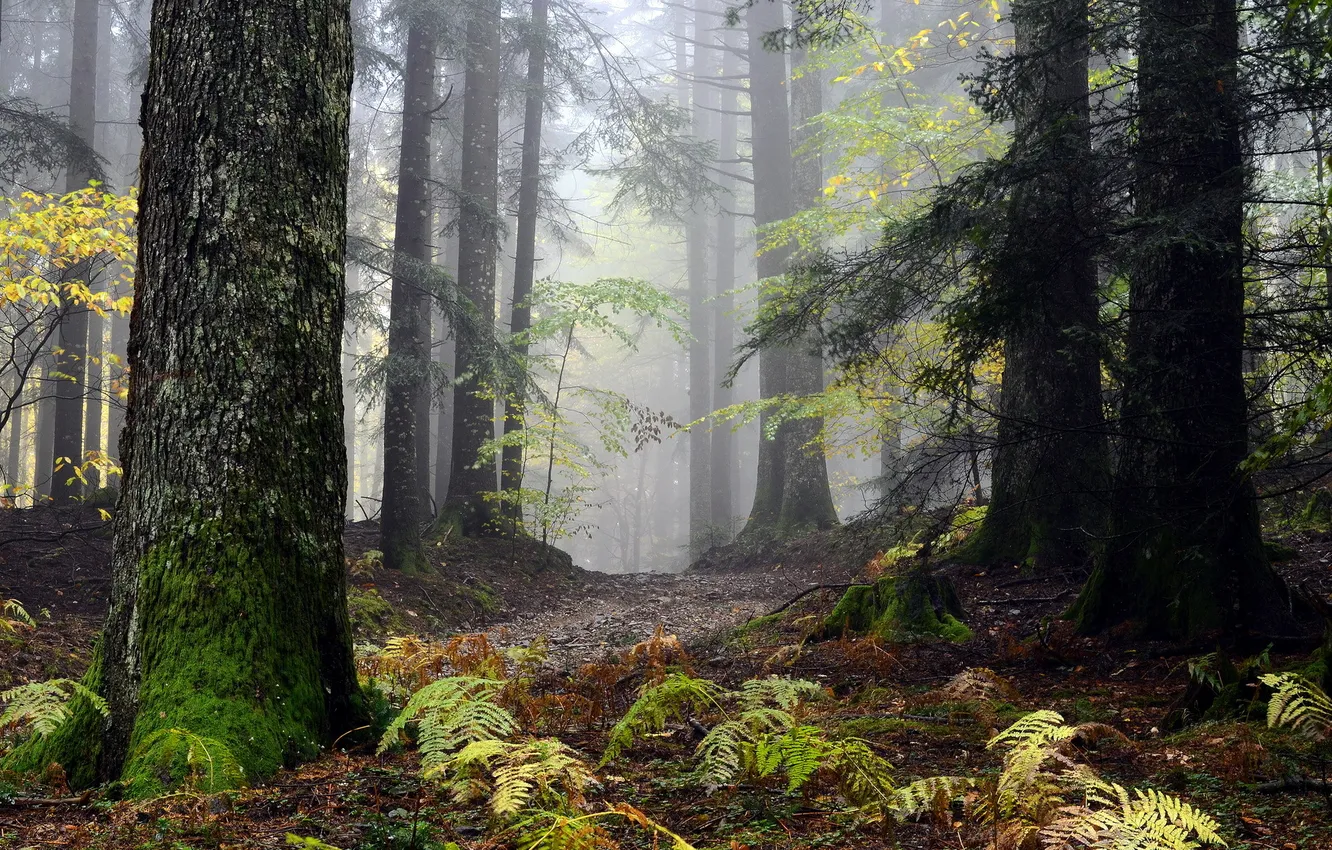 Photo wallpaper forest, landscape, nature