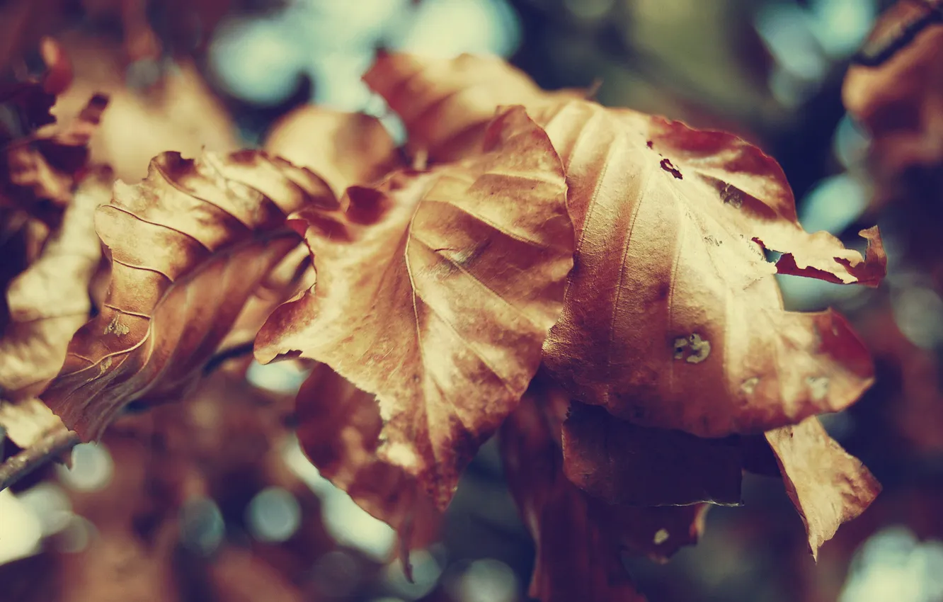 Photo wallpaper autumn, leaves, macro, nature, dry, yellow