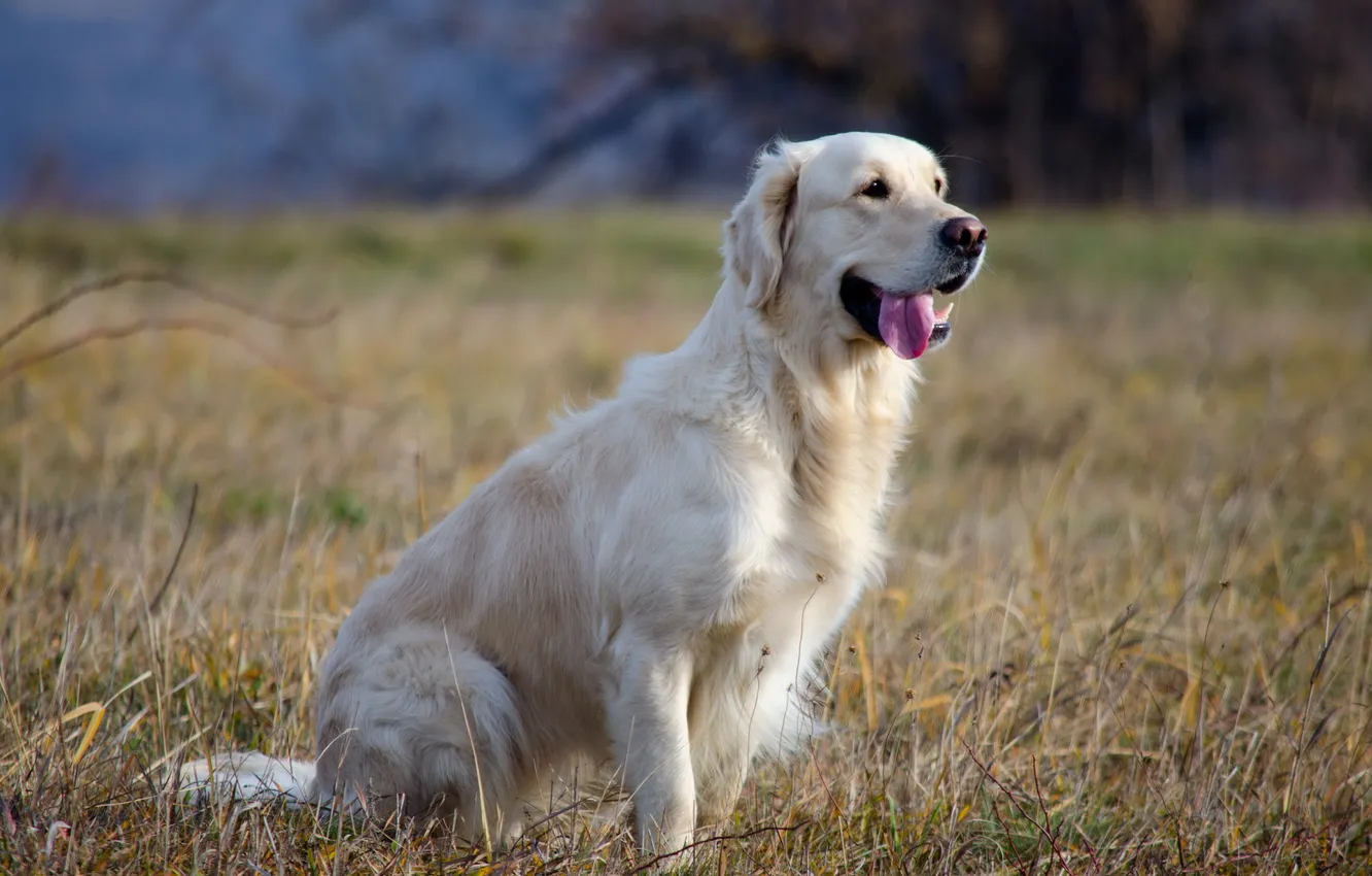 Photo wallpaper look, each, dog