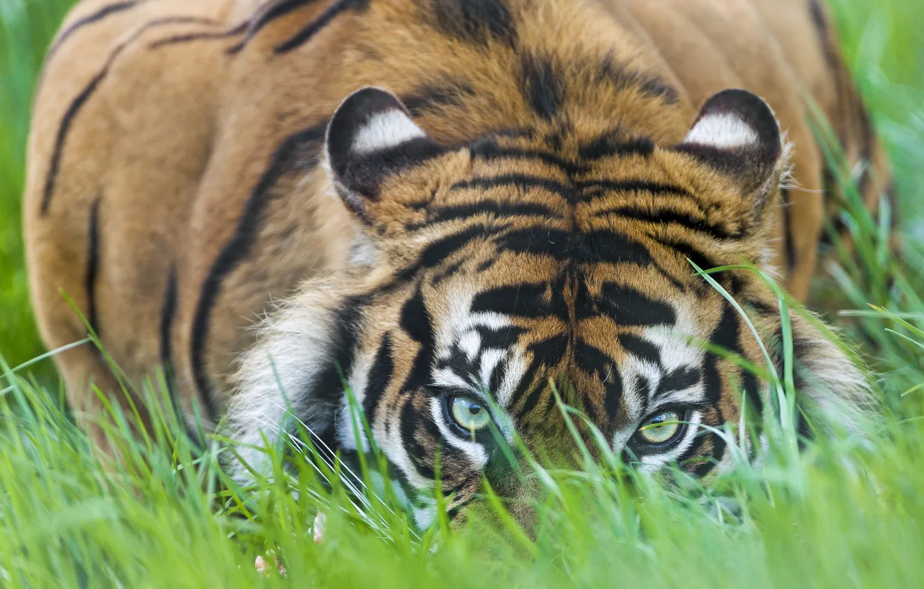Photo wallpaper cat, grass, look, tiger, ©Tambako The Jaguar, Sumatran