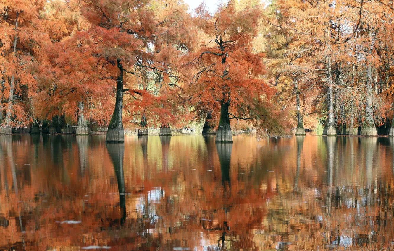 Photo wallpaper France, France, 'isere, Bald cypresses, Bald cypresses by Beaulieu Pond, at the Beaulieu pond, Isere