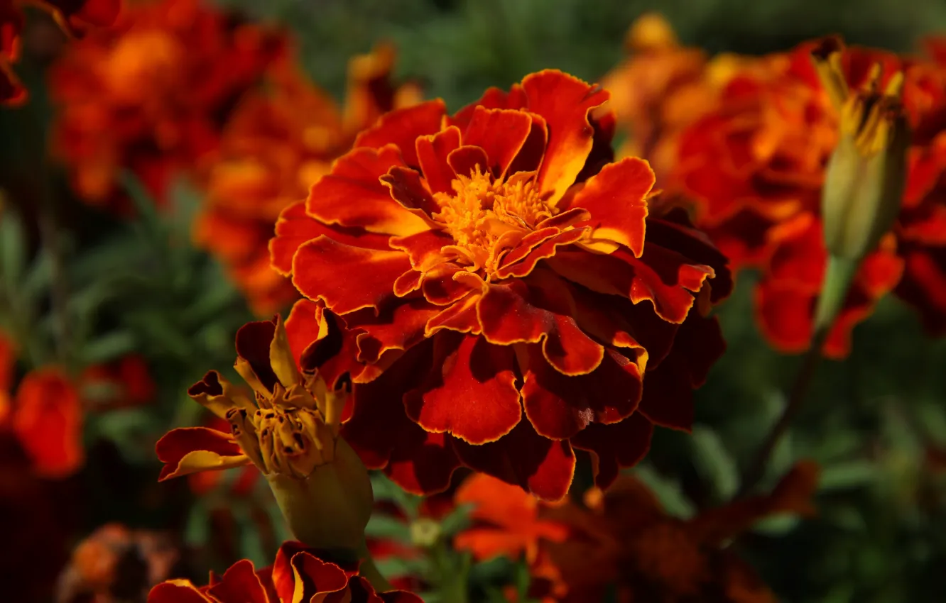 Photo wallpaper autumn, flowers, garden, September, cottage, Tagetes