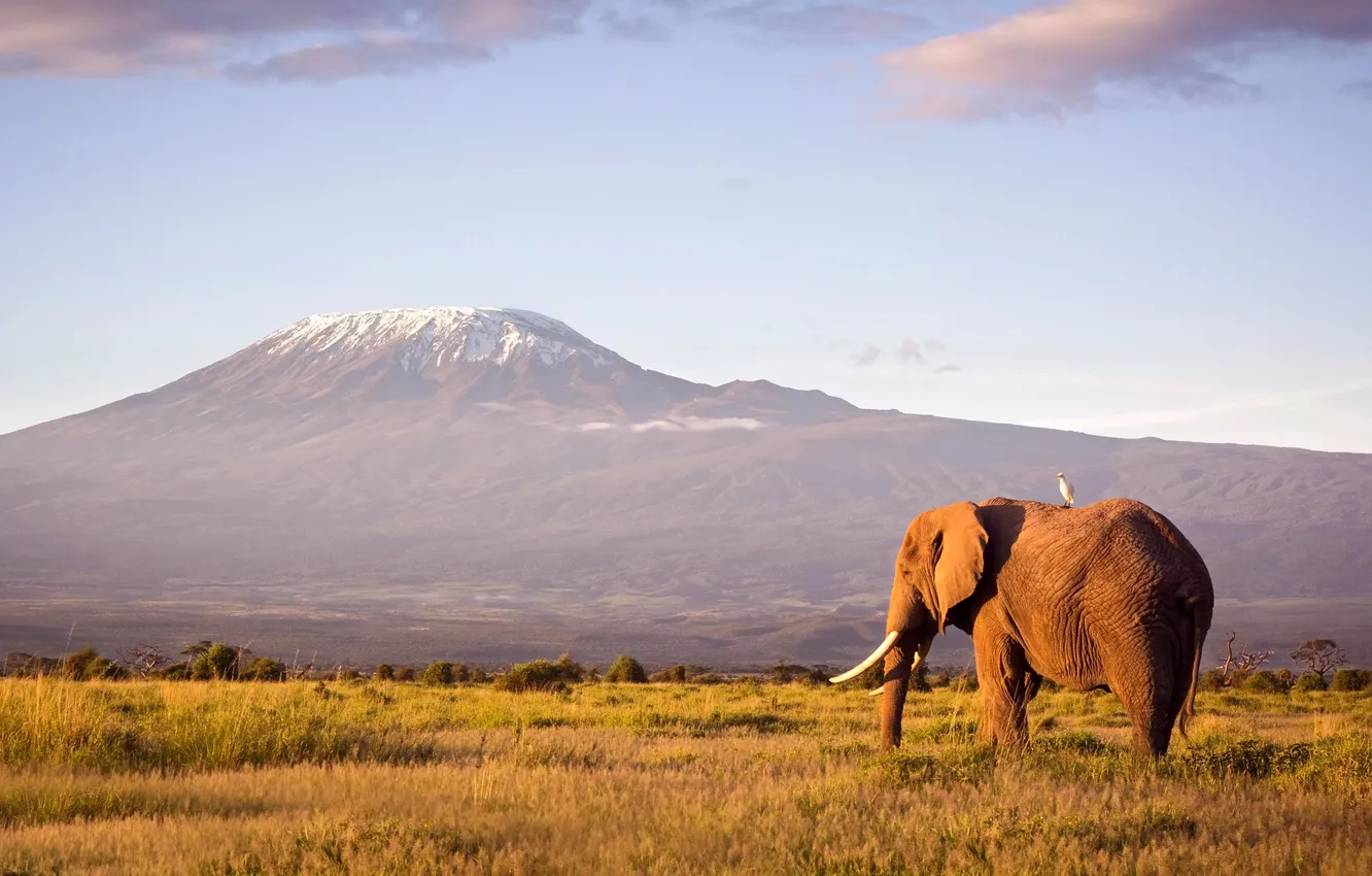 Photo wallpaper mountains, bird, elephant, Savannah