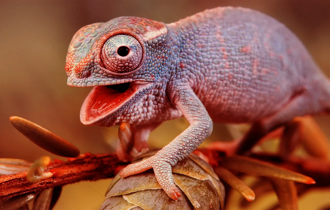 Photo wallpaper chameleon, branch, lizard, color
