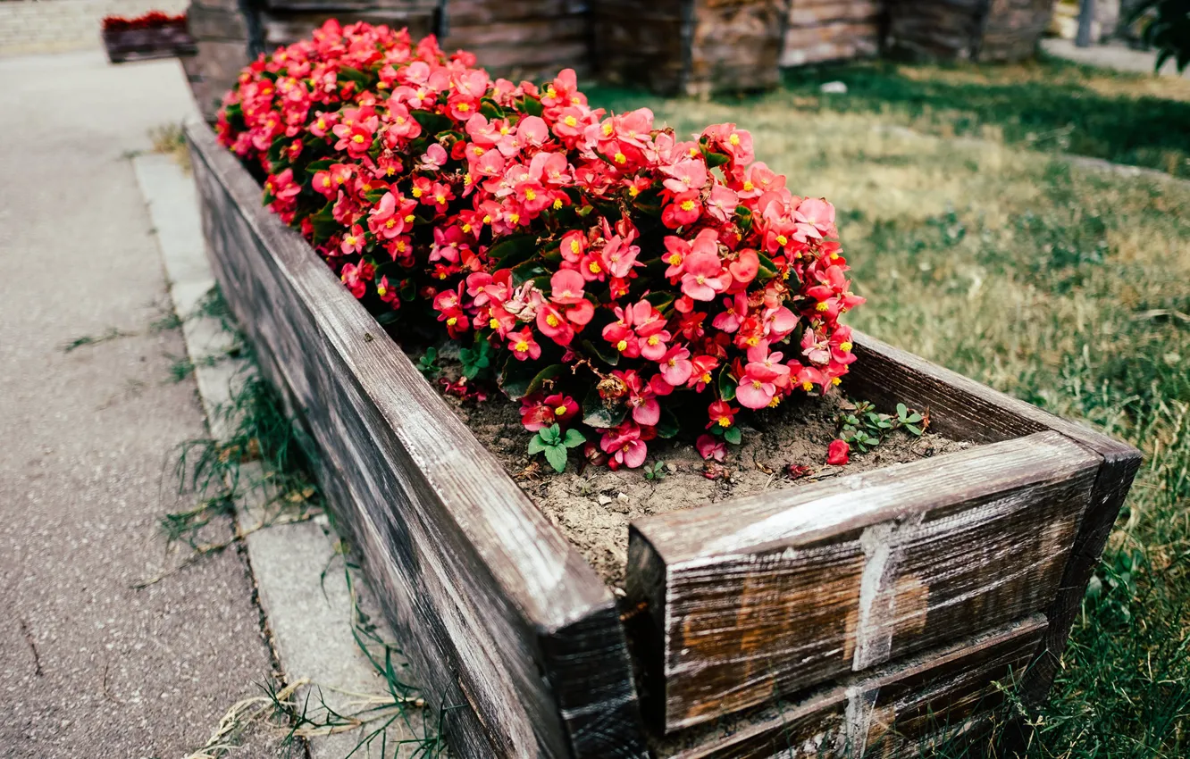 Photo wallpaper flowers, flowerbed, a lot