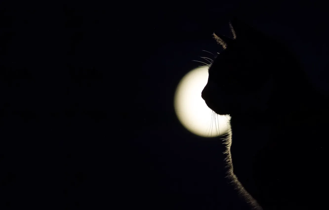 Photo wallpaper cat, light, shadow