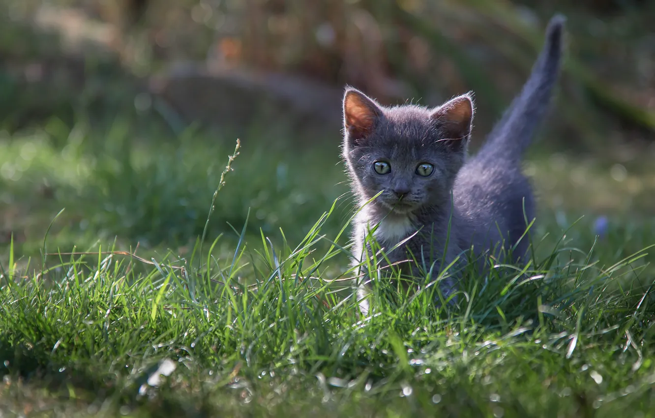 Photo wallpaper cat, grass, kitty, grey, glade, baby, kitty