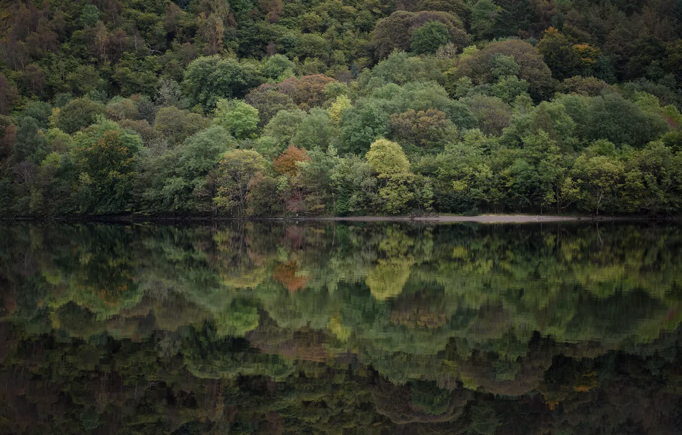 Photo wallpaper trees, lake, reflection, mirror, riverside, lakeshore, riverscape