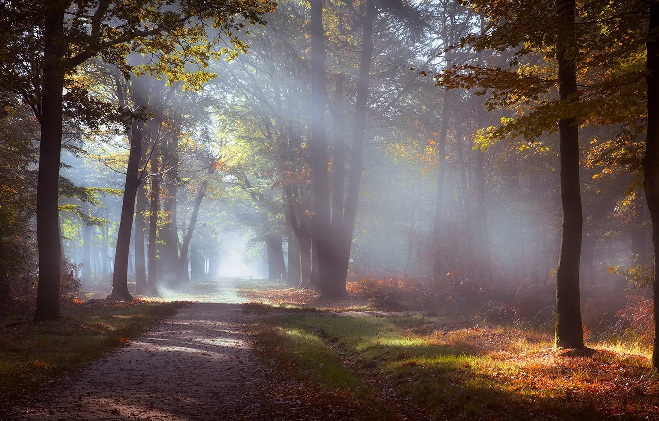 Photo wallpaper autumn, forest, grass, the sun, rays, light, trees, branches
