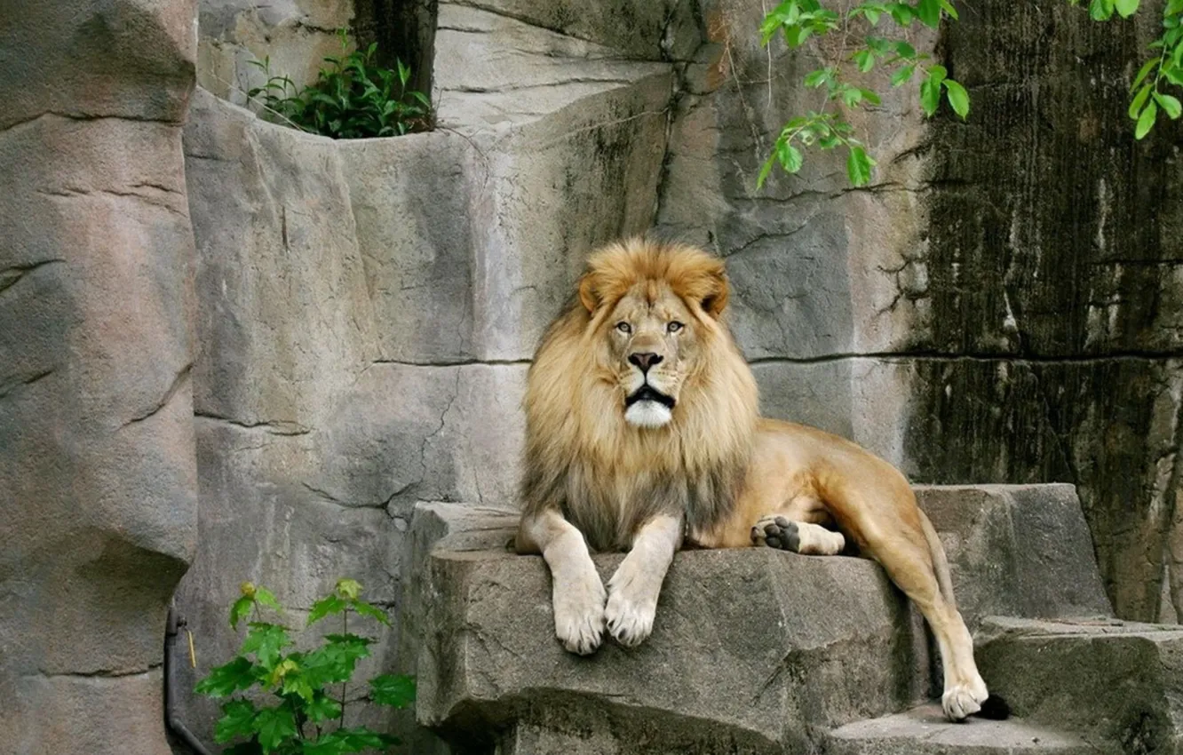 Photo wallpaper cat, stones, Leo