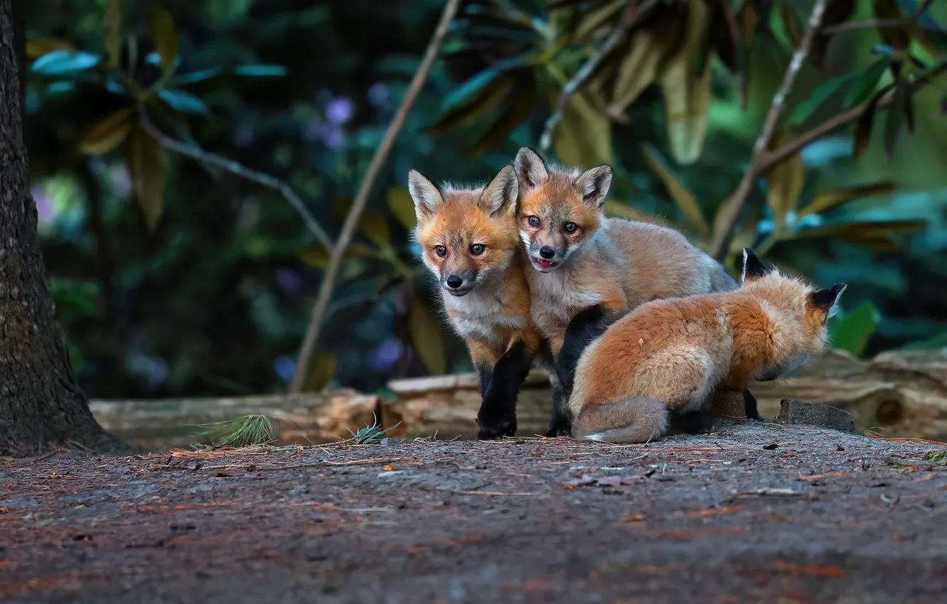 Photo wallpaper forest, nature, Fox, Fox, Fox, brood