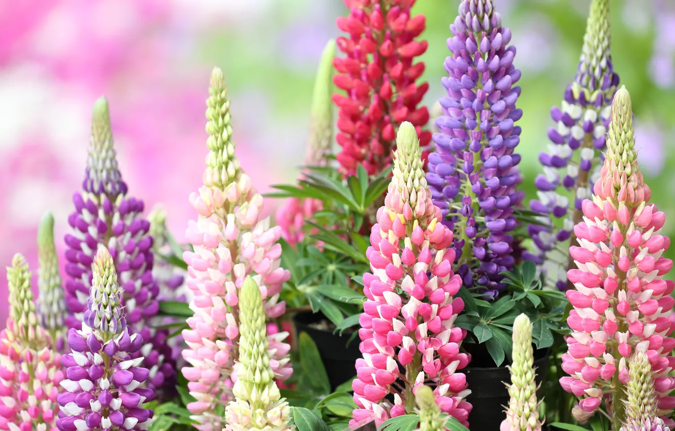 Photo wallpaper red, pot, pink, different, lilac, lupins