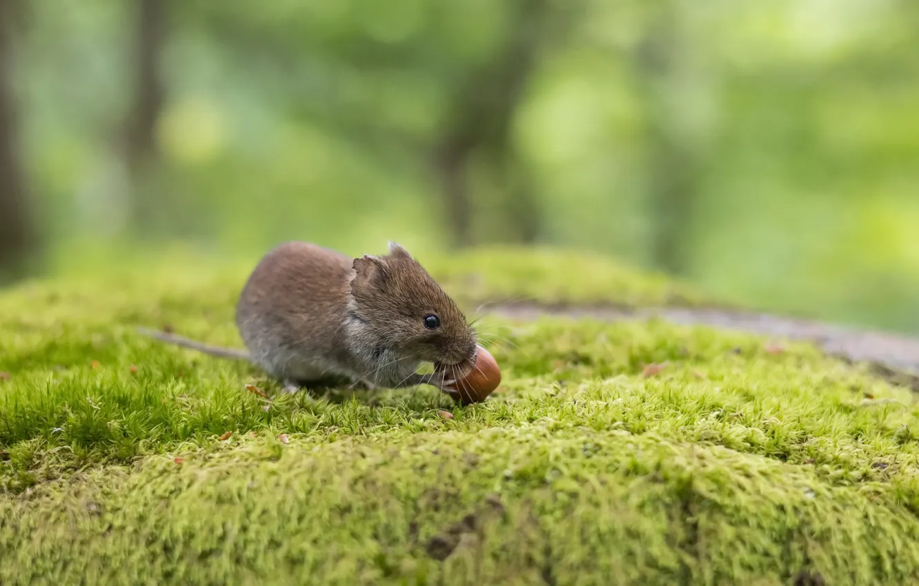 Photo wallpaper forest, mouse, nuts