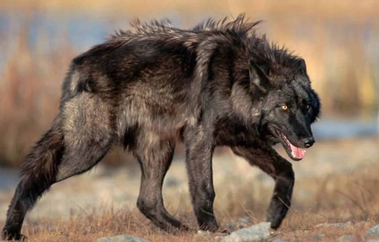 Photo wallpaper Predator, nature, snow, face, animal, wolf, canis lupus, wildlife