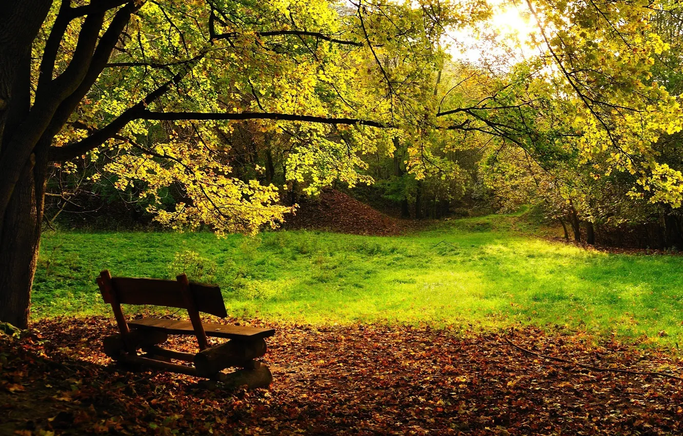 Photo wallpaper autumn, trees, bench, foliage
