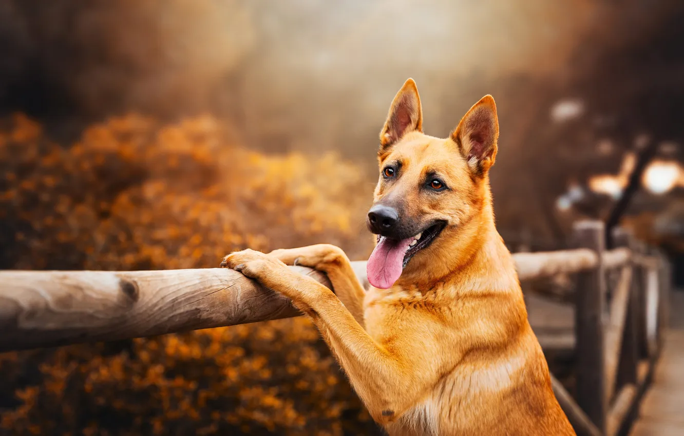 Photo wallpaper autumn, language, look, nature, pose, the fence, dog, paws