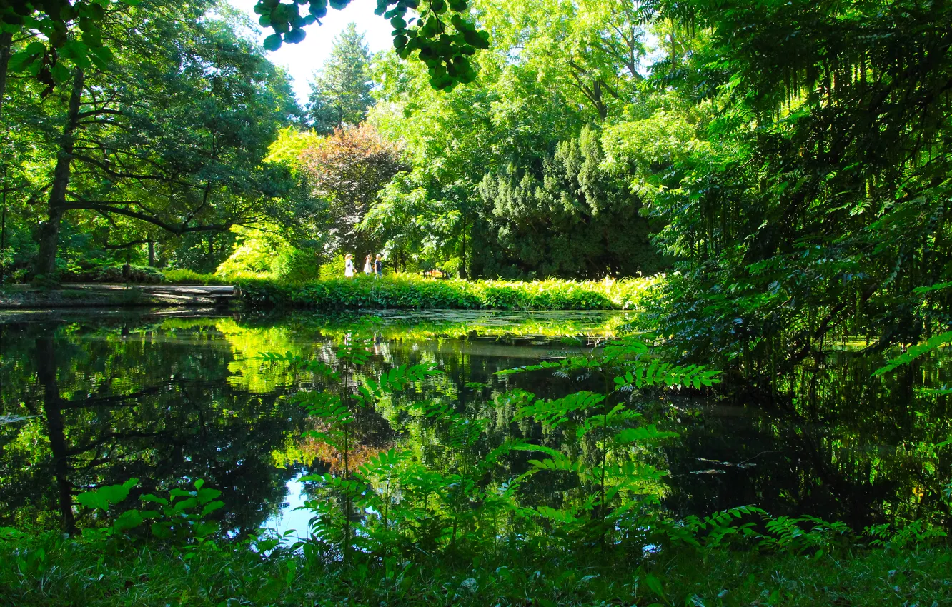 Photo wallpaper green, forest, trees, water, park, pond