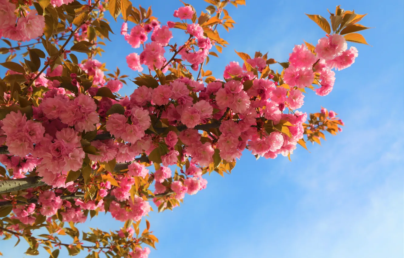 Photo wallpaper flowers, branches, nature, tree, garden, pink
