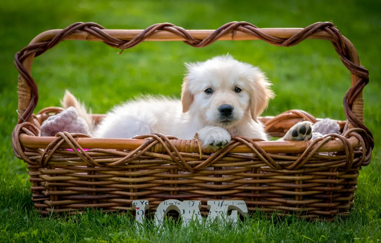 Photo wallpaper grass, basket, puppy, Retriever