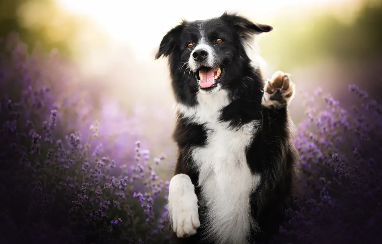 Photo wallpaper joy, mood, dog, paws, stand, lavender