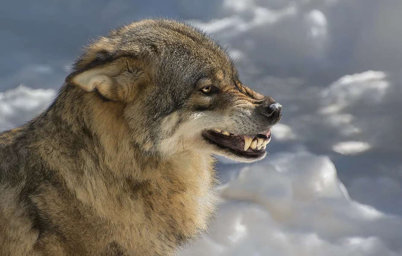 Photo wallpaper wolf, grin, beast