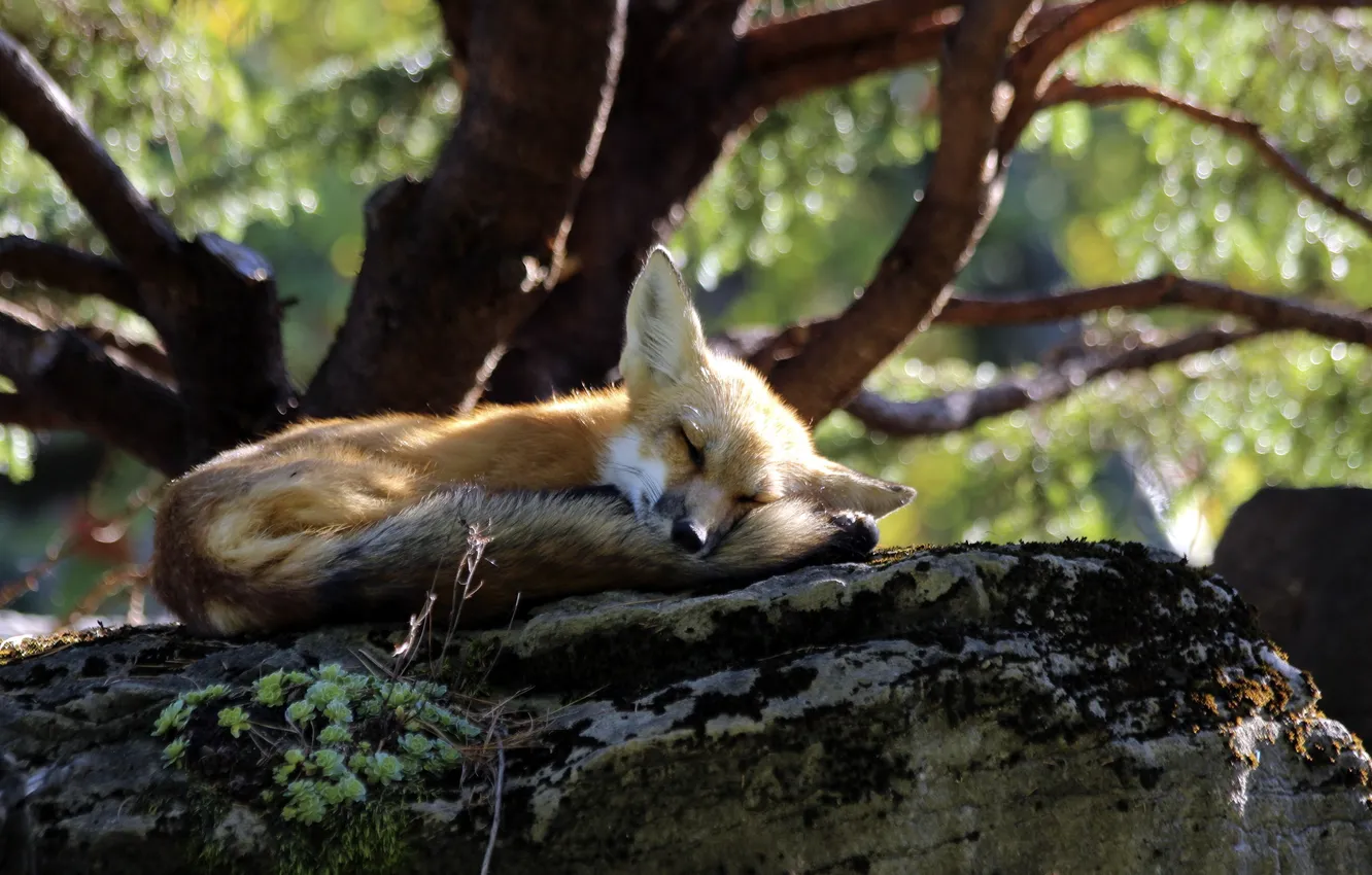 Photo wallpaper fox, nature, animal