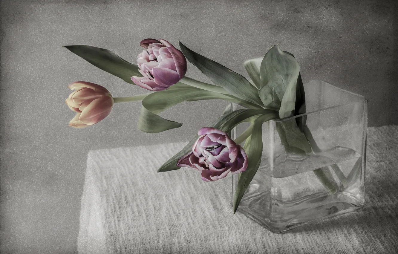 Photo wallpaper flowers, background, tulips