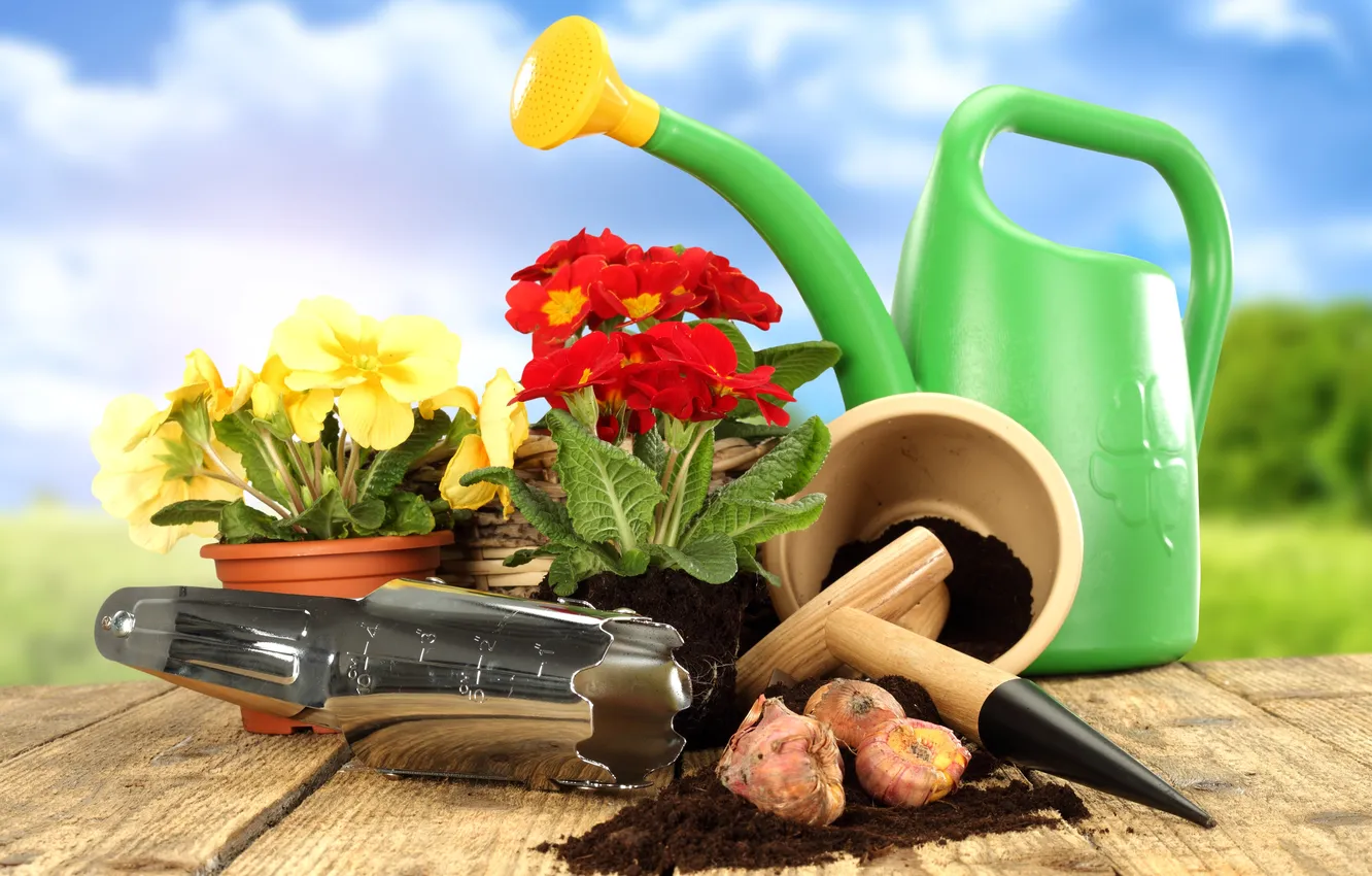 Photo wallpaper Primula, primrose, garden tools, garden flowers, garden tools, lawn and flowers, bulbs