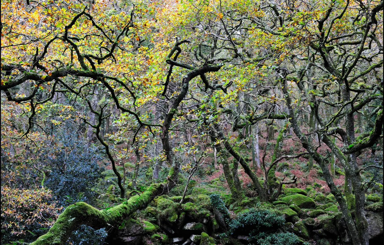 Photo wallpaper forest, trees, stones, moss, curved