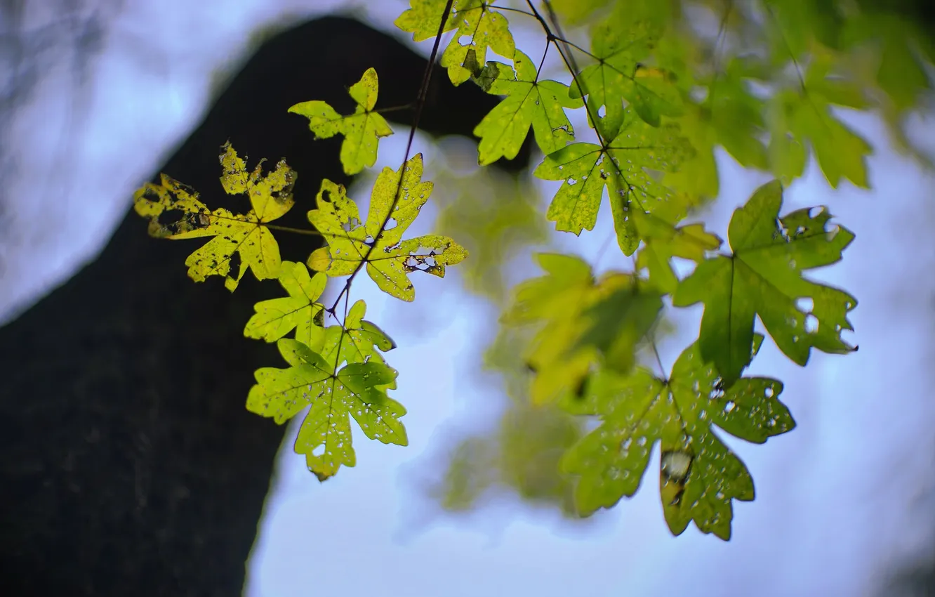 Photo wallpaper leaves, nature, background
