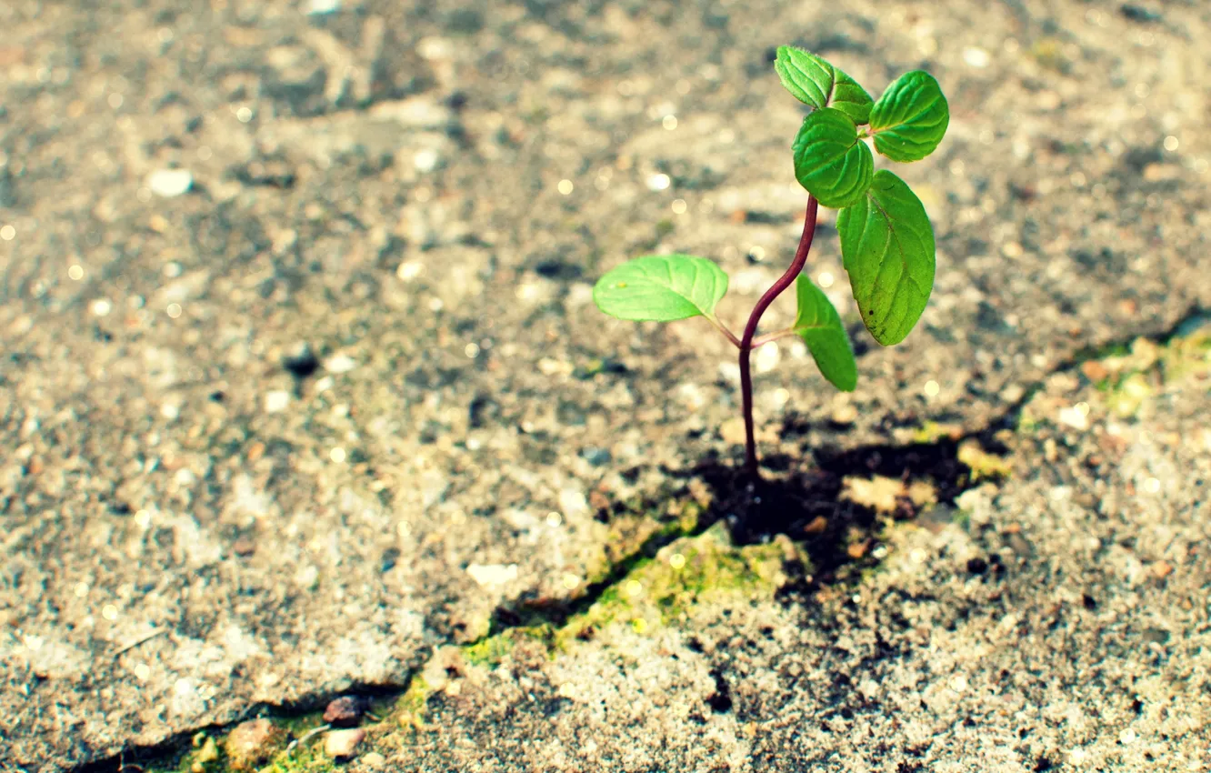 Photo wallpaper asphalt, macro, background, earth, widescreen, Wallpaper, Rostock, leaf