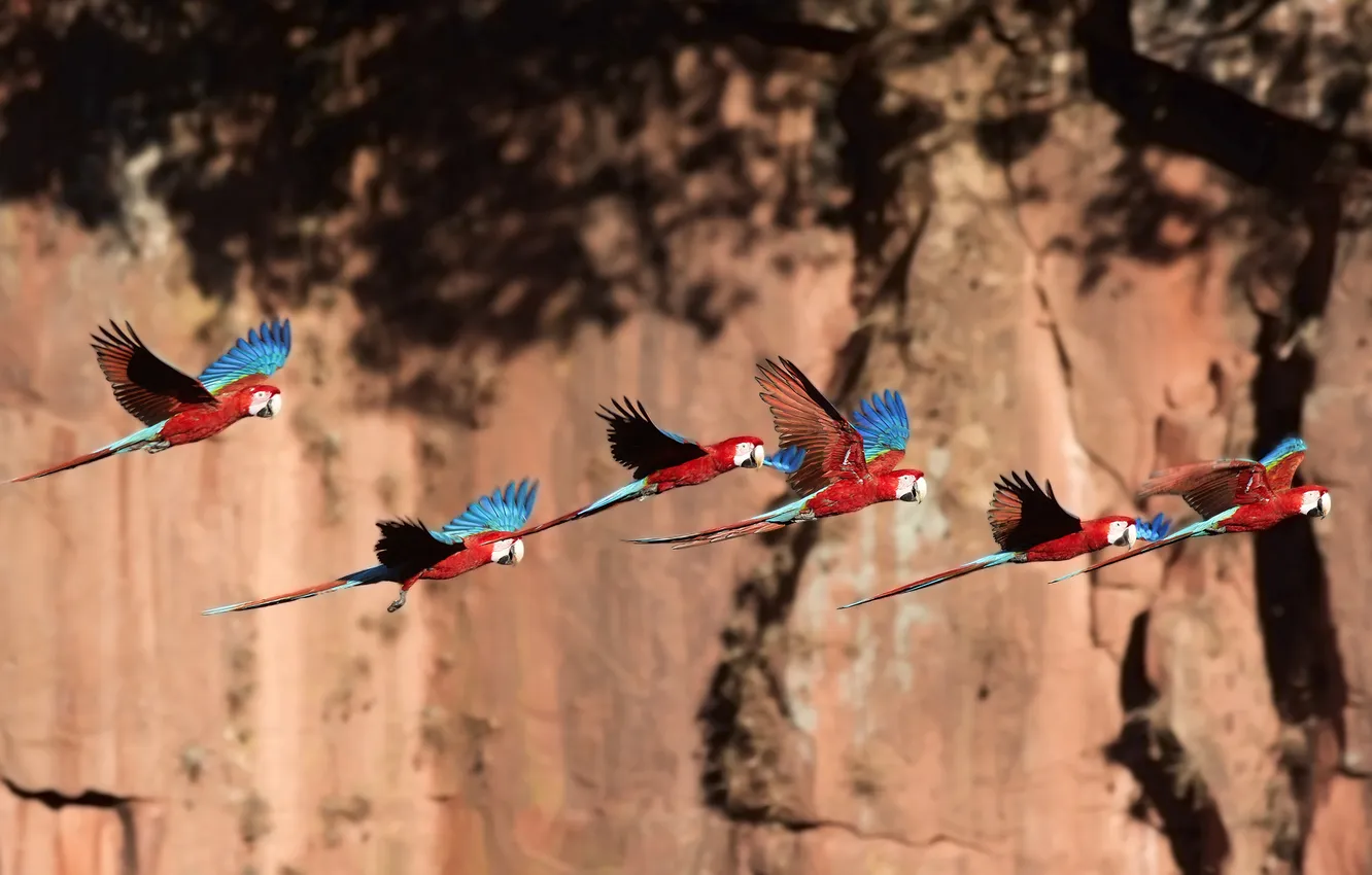 Photo wallpaper bird, parrot, in flight