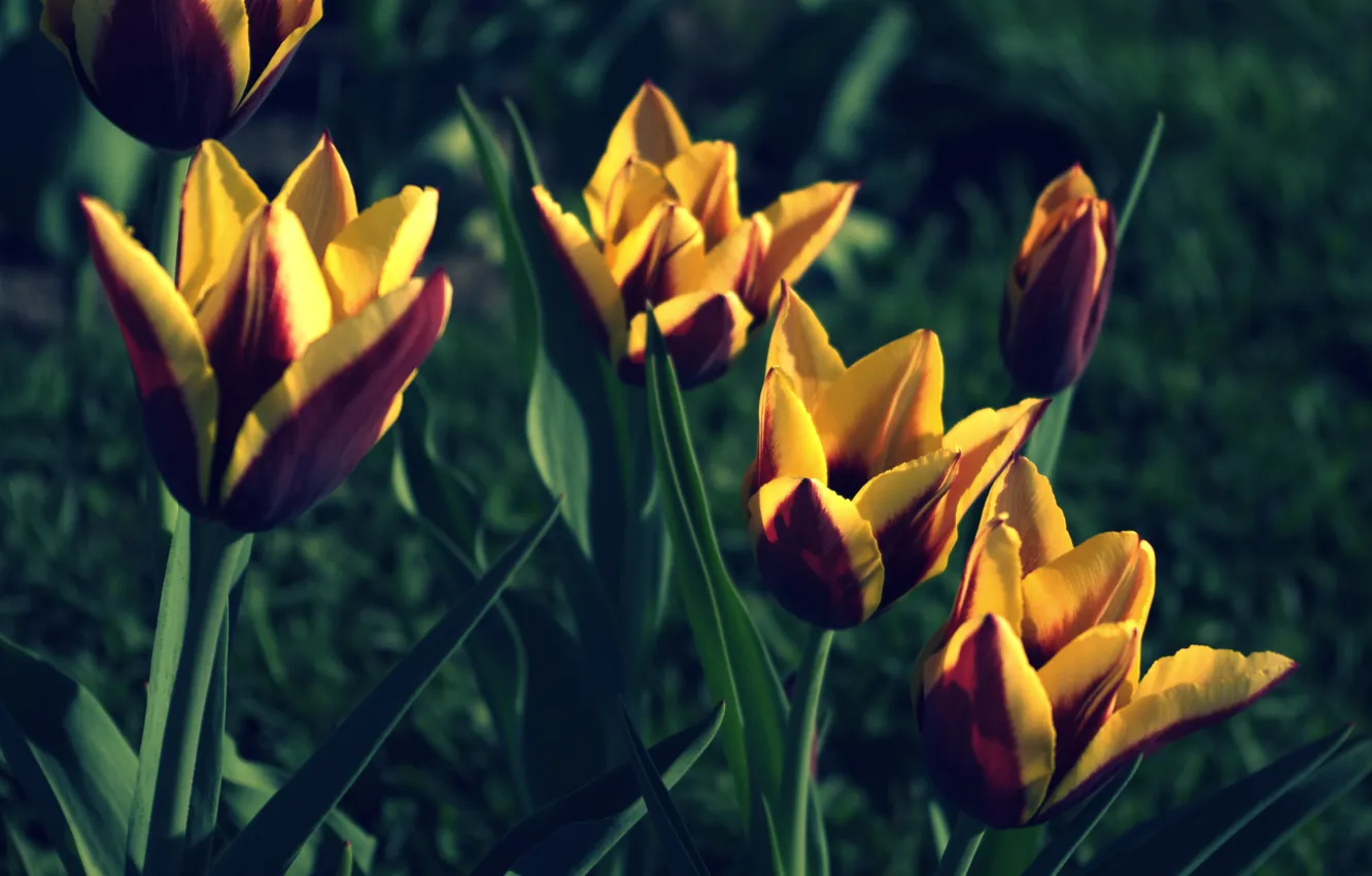 Photo wallpaper leaves, nature, plant, tulips