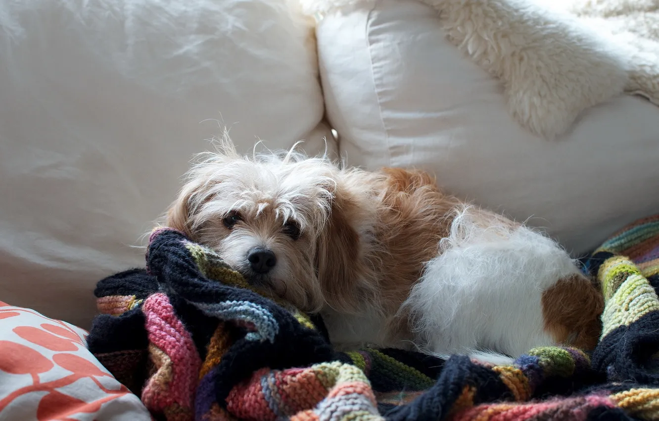 Photo wallpaper each, home, dog