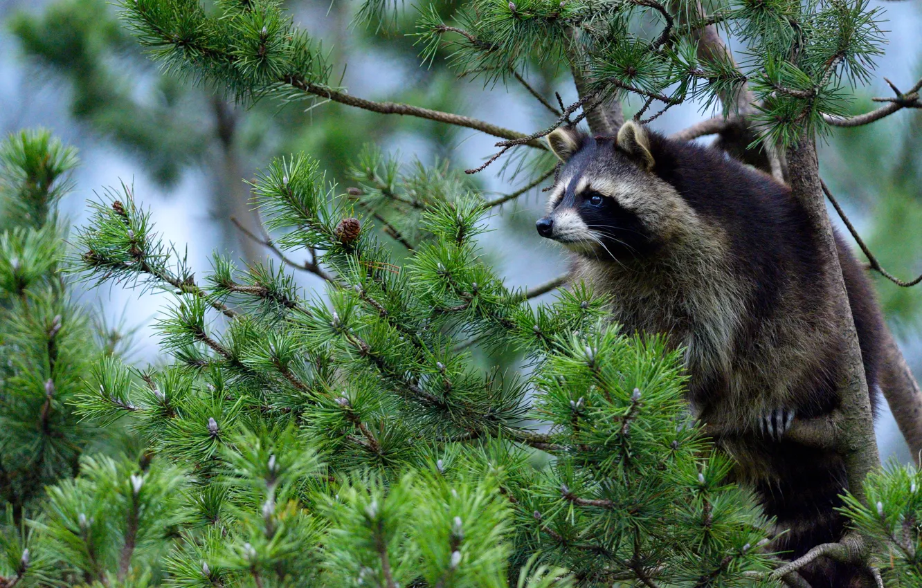 Photo wallpaper look, raccoon, pine, pine branches