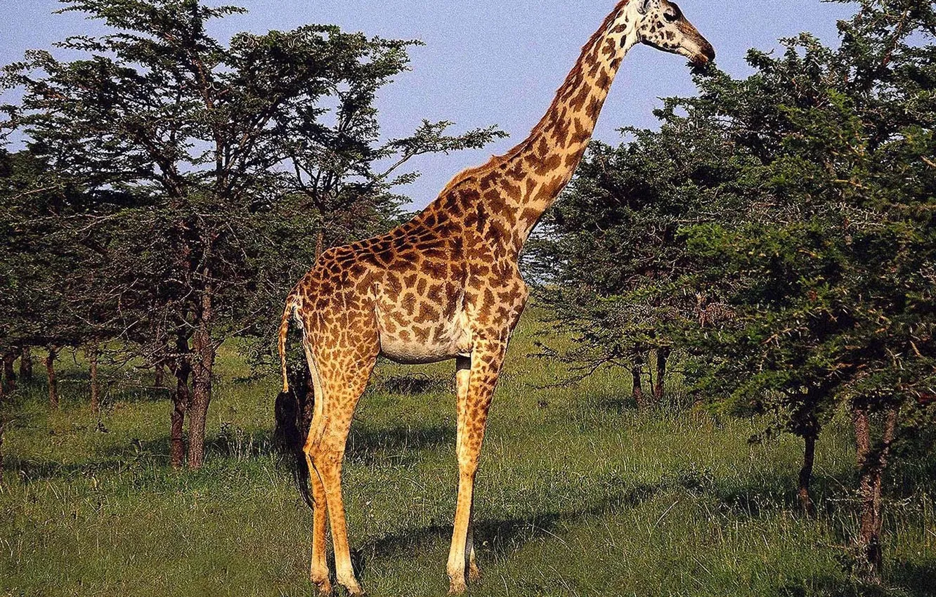 Photo wallpaper animal, giraffe, wildlife