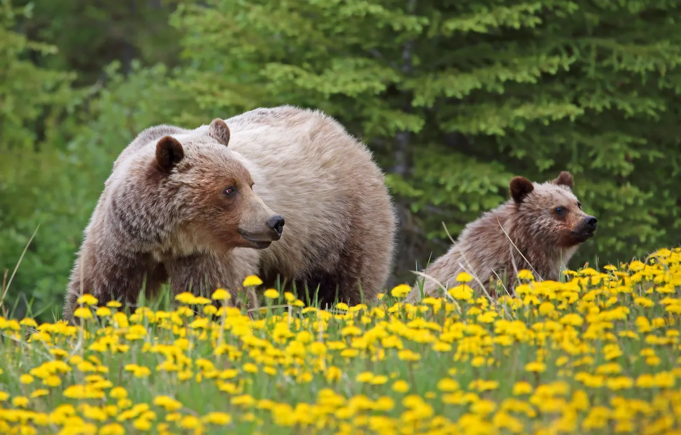 Photo wallpaper flowers, bears, bear, cub, dandelions, grizzly, bear