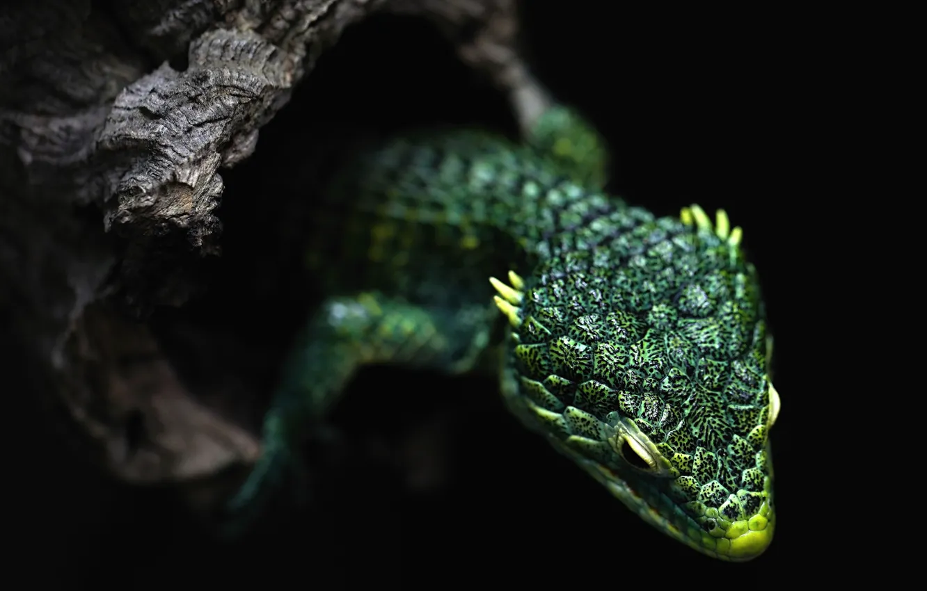 Photo wallpaper tree, lizard, black background, dragon, green, reptile, the hollow