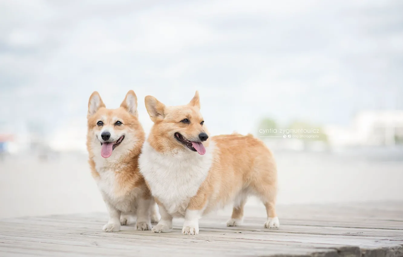 Photo wallpaper dogs, Corgi, Welsh corgi Pembroke