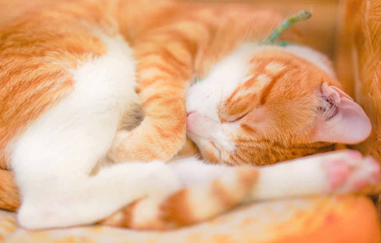 Photo wallpaper cat, cat, sleep, red, sleeping, lies, curled up