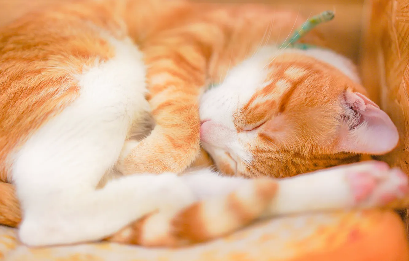 Photo wallpaper cat, cat, sleep, sleeping, lies, red, curled up