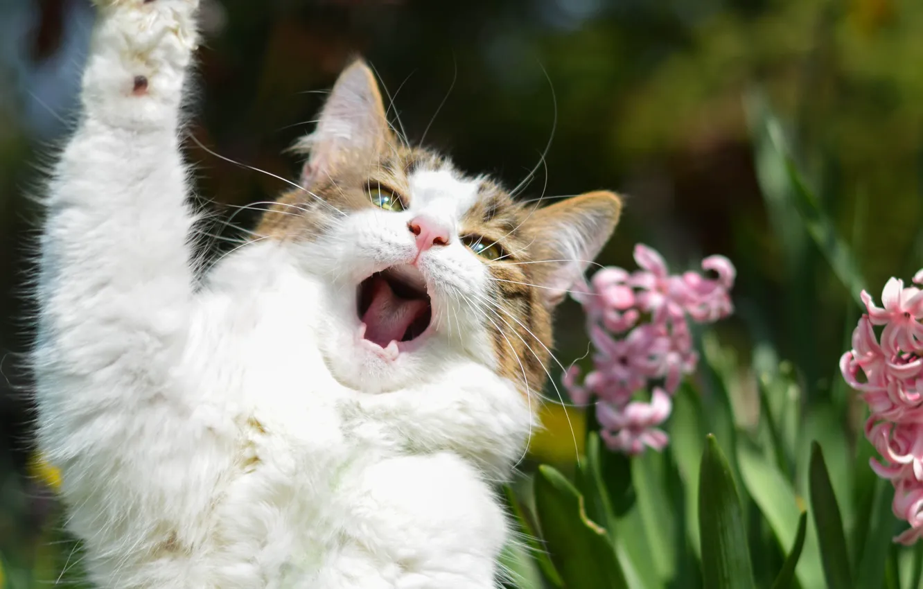 Photo wallpaper cat, flowers, paw, singer, he, solo, agitator