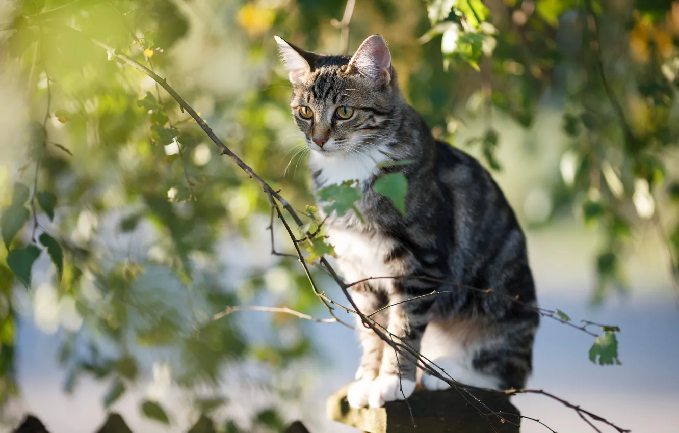 Photo wallpaper leaves, light, branches, kitty, sitting, birch
