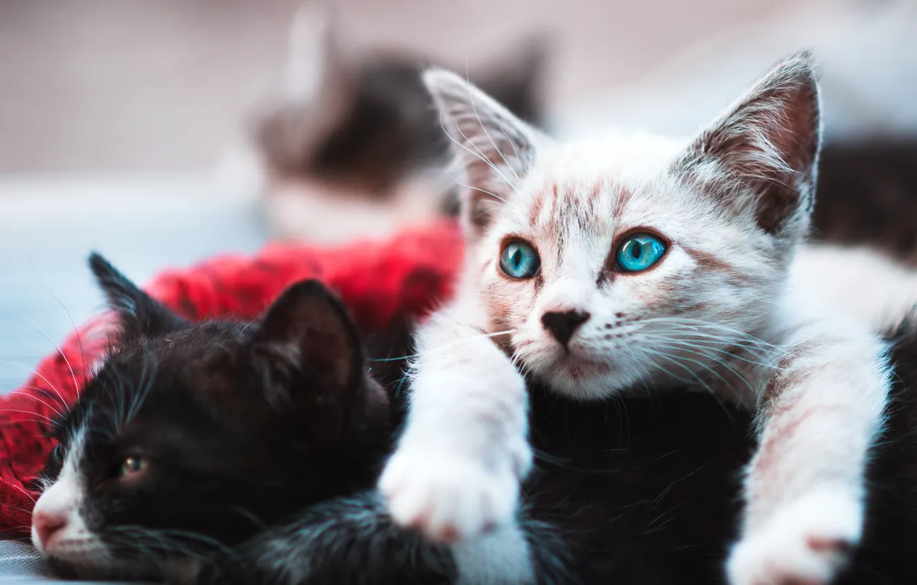 Photo wallpaper white, black, lies, kitty