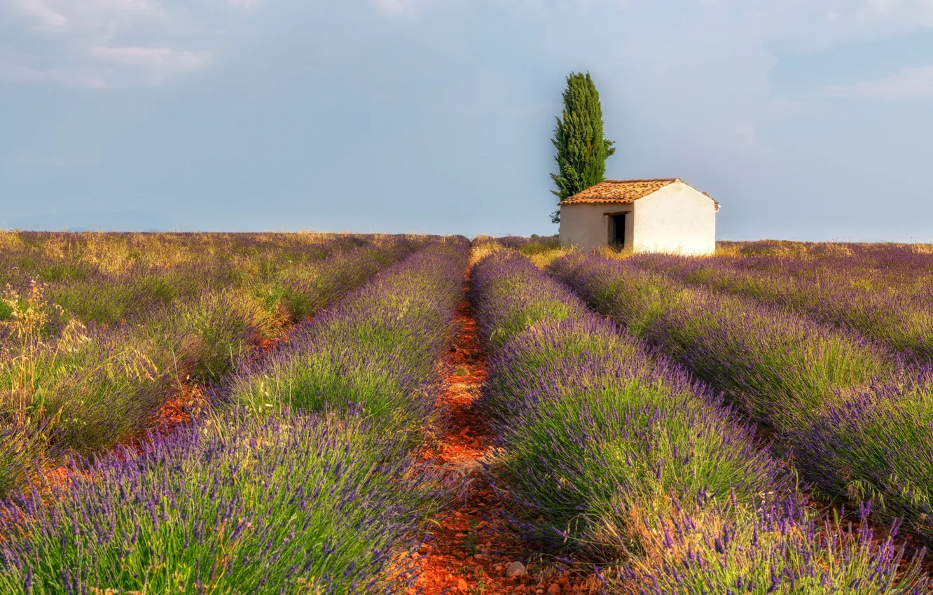 Photo wallpaper field, summer, the sky, light, trees, flowers, stones, France