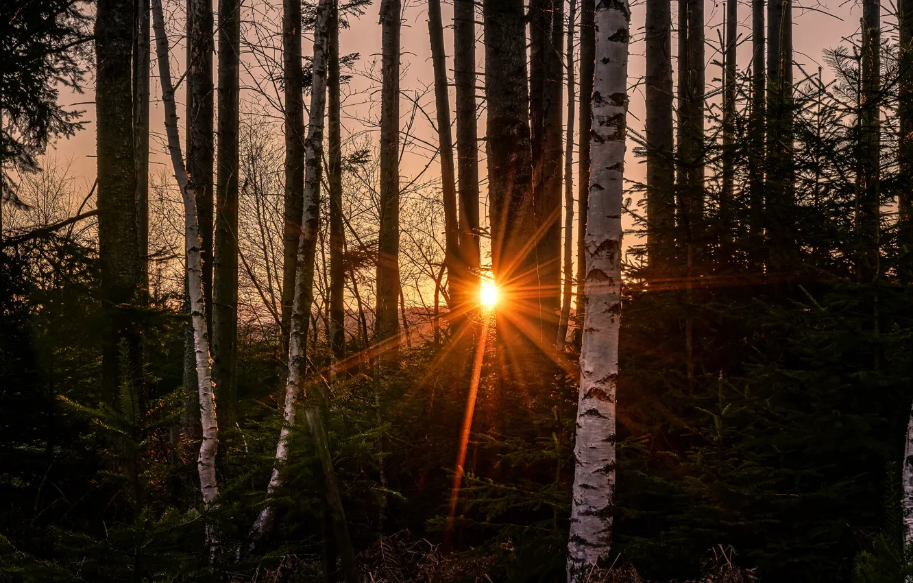 Photo wallpaper forest, the sun, rays, light, sunset, birch