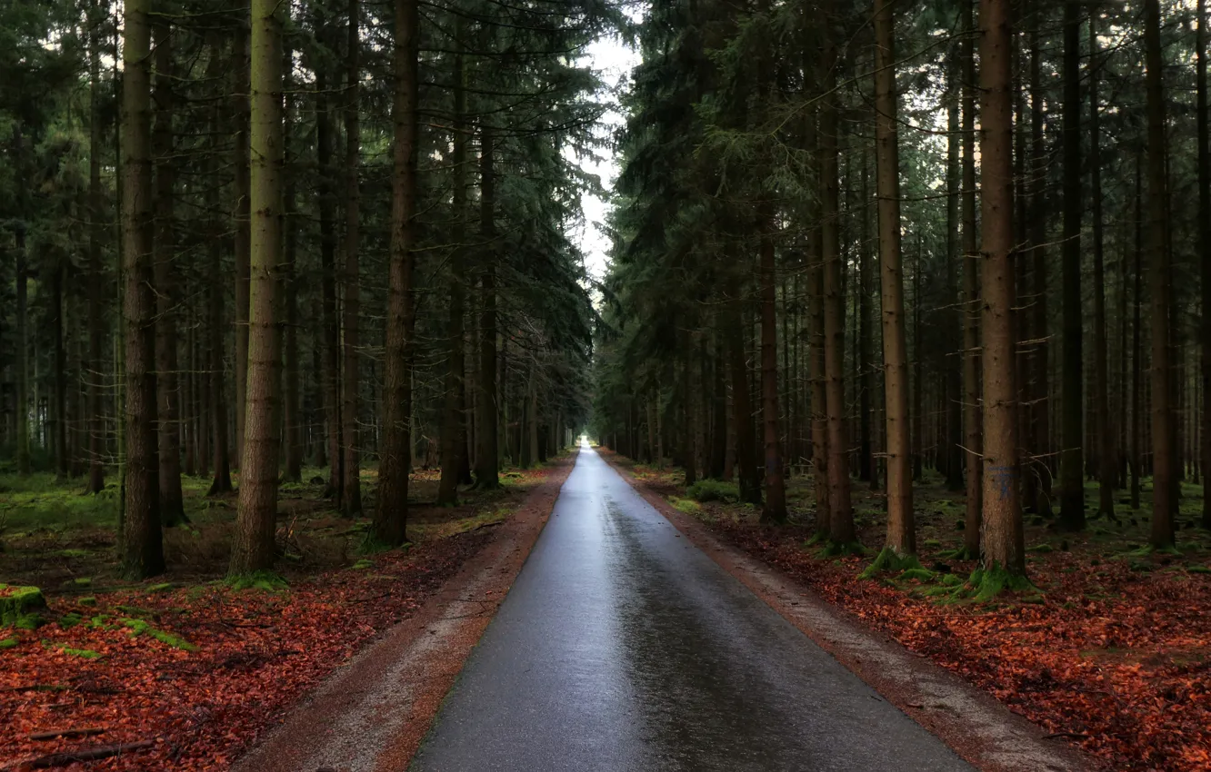 Photo wallpaper road, forest, trees